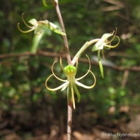 Habenaria dichopetala Thwaites